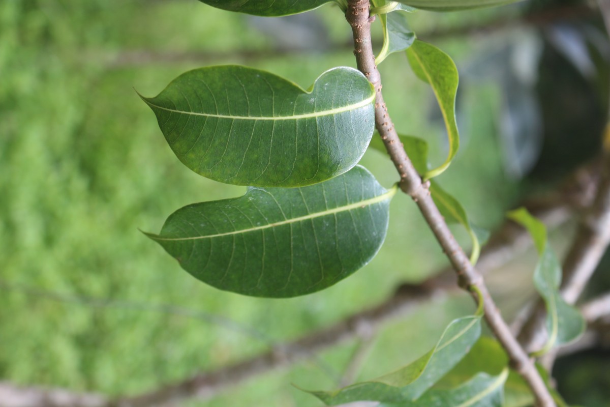 Cryptostegia madagascariensis Bojer ex Decne.